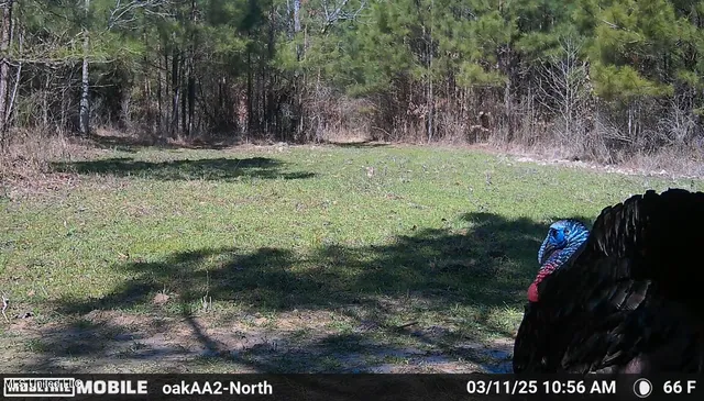 $136,125 | 4210 Attala County Road, Sallis, MS 39160