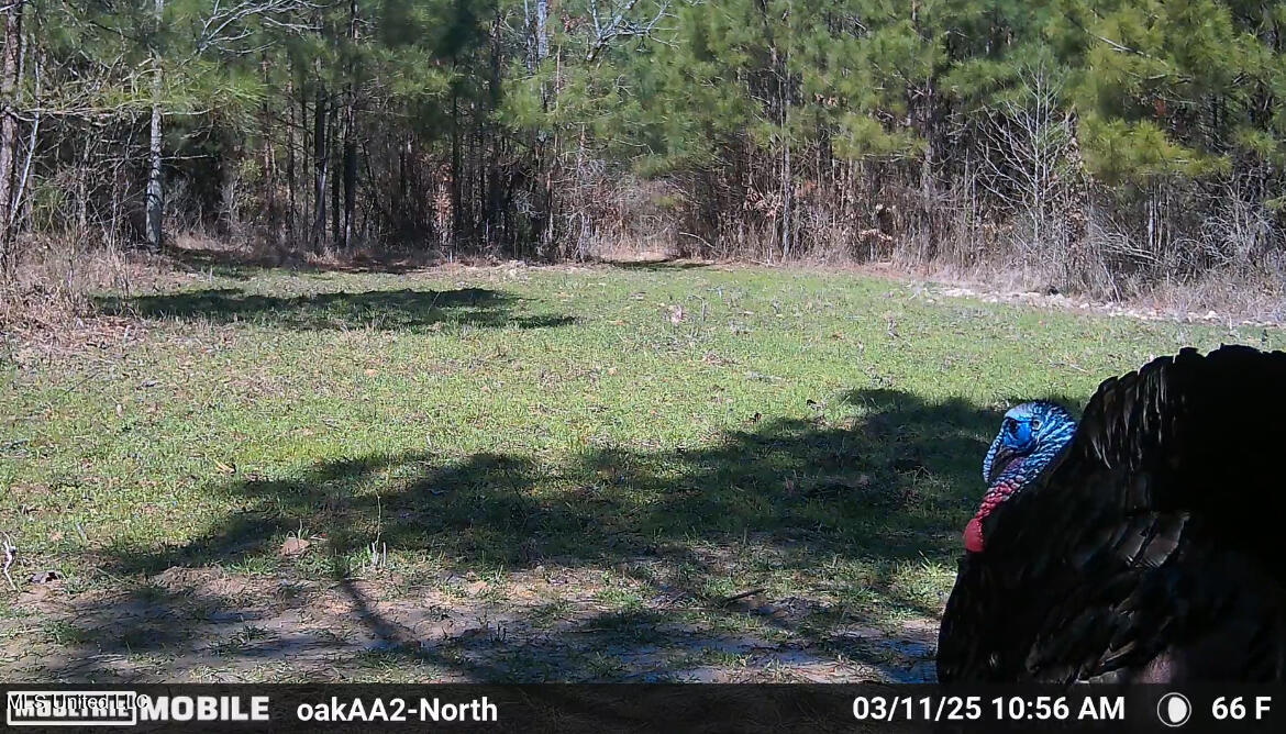 4210 Attala County Road Sallis, MS 39160 - Photo 10 of 52 7