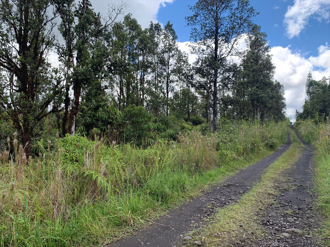 2879 Ao Road Mountain View, HI 96771 - Photo 3 of 5 a view of a lush green forest