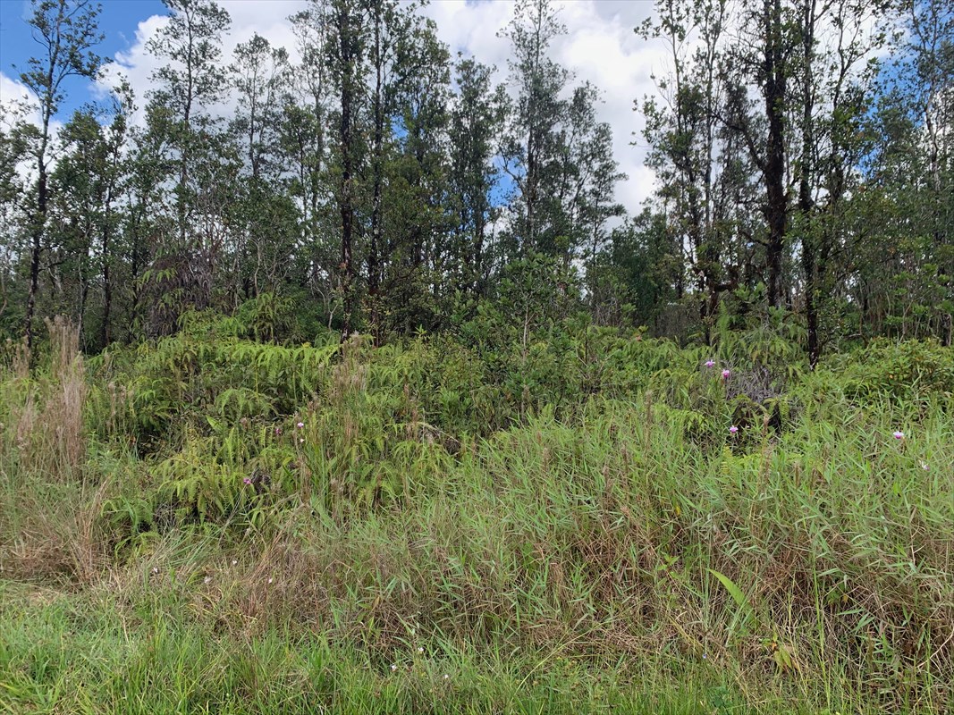 2879 Ao Road Mountain View, HI 96771 - Photo 4 of 5 a view of a lush green forest