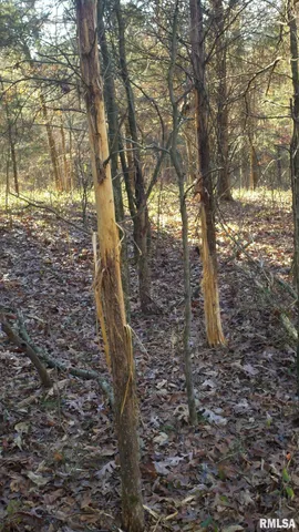 $390,000 | 0 Route 166 Route, Creal Springs, IL 62922