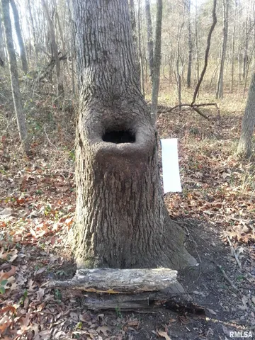 $390,000 | 0 Route 166 Route, Creal Springs, IL 62922