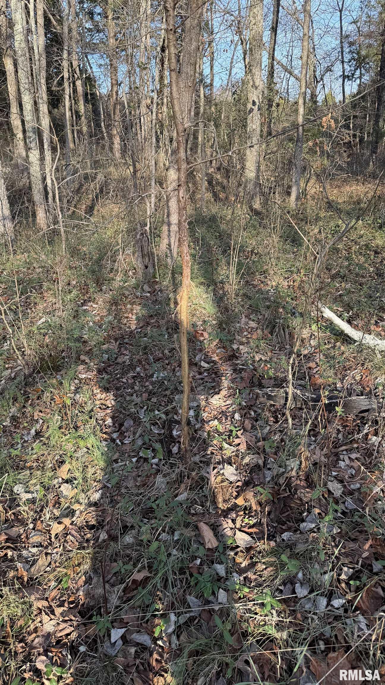 0 Route 166 Route Creal Springs, IL 62922 - Photo 17 of 53