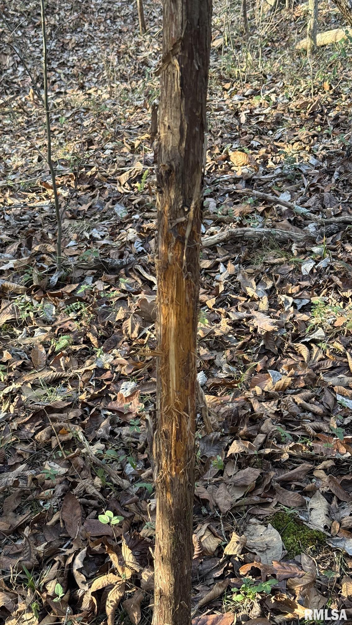 0 Route 166 Route Creal Springs, IL 62922 - Photo 18 of 53