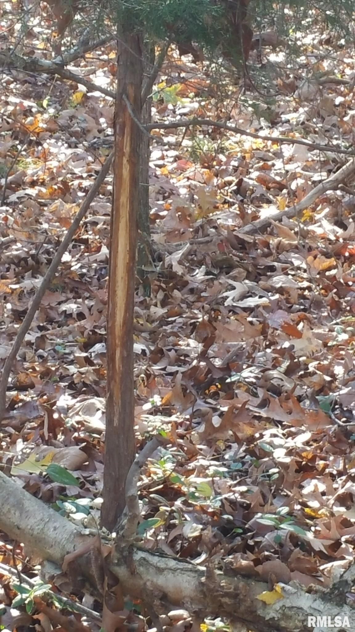 0 Route 166 Route Creal Springs, IL 62922 - Photo 4 of 53