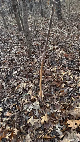 $390,000 | 0 Route 166 Route, Creal Springs, IL 62922