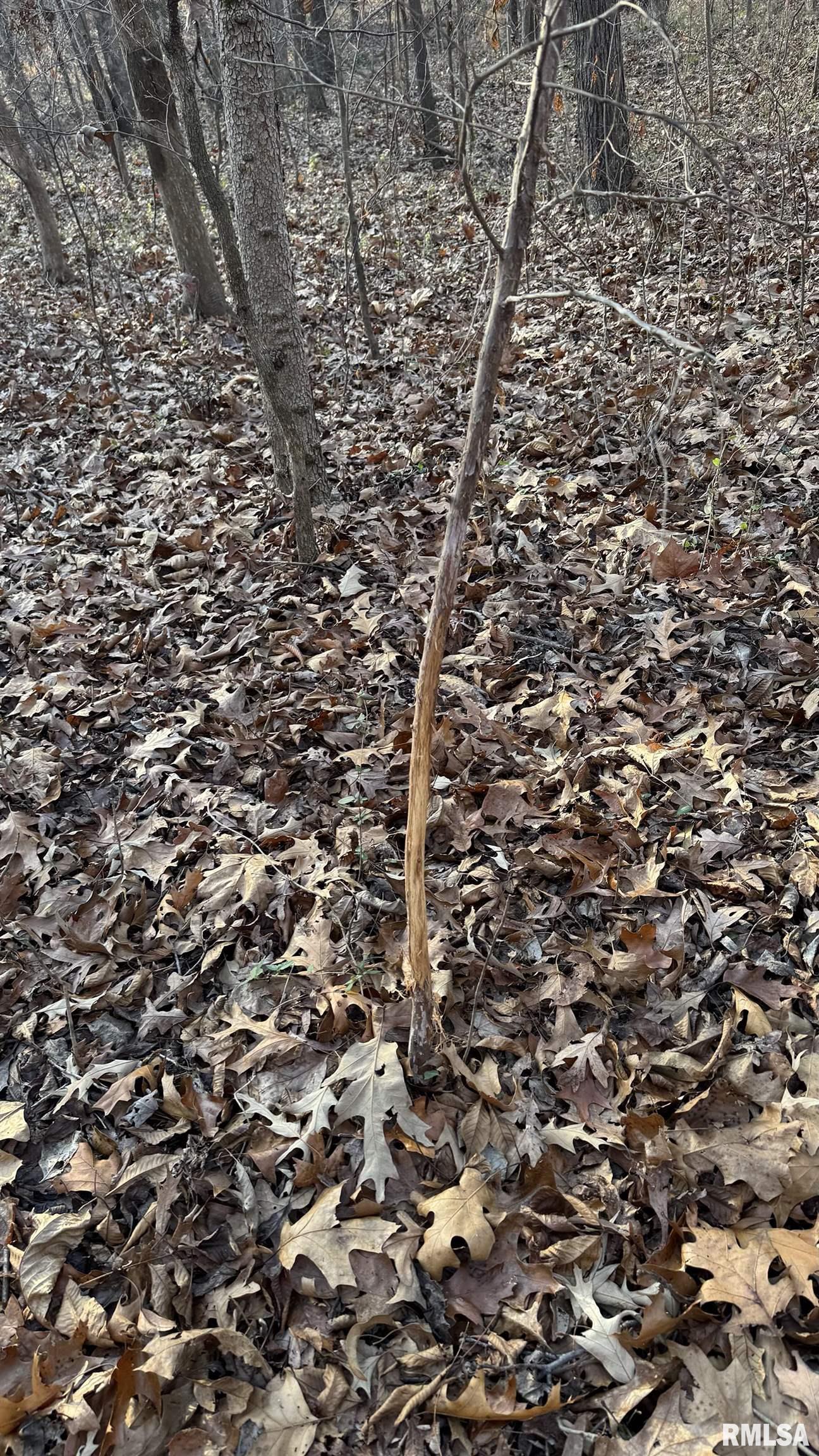 0 Route 166 Route Creal Springs, IL 62922 - Photo 48 of 53