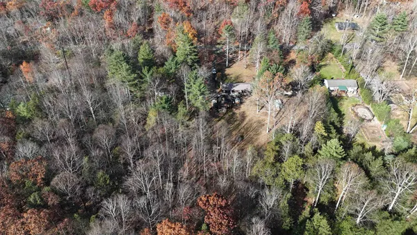 a view of a forest with a tree