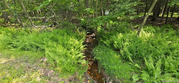 a view of a lush green forest