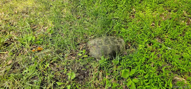 a view of a lush green space
