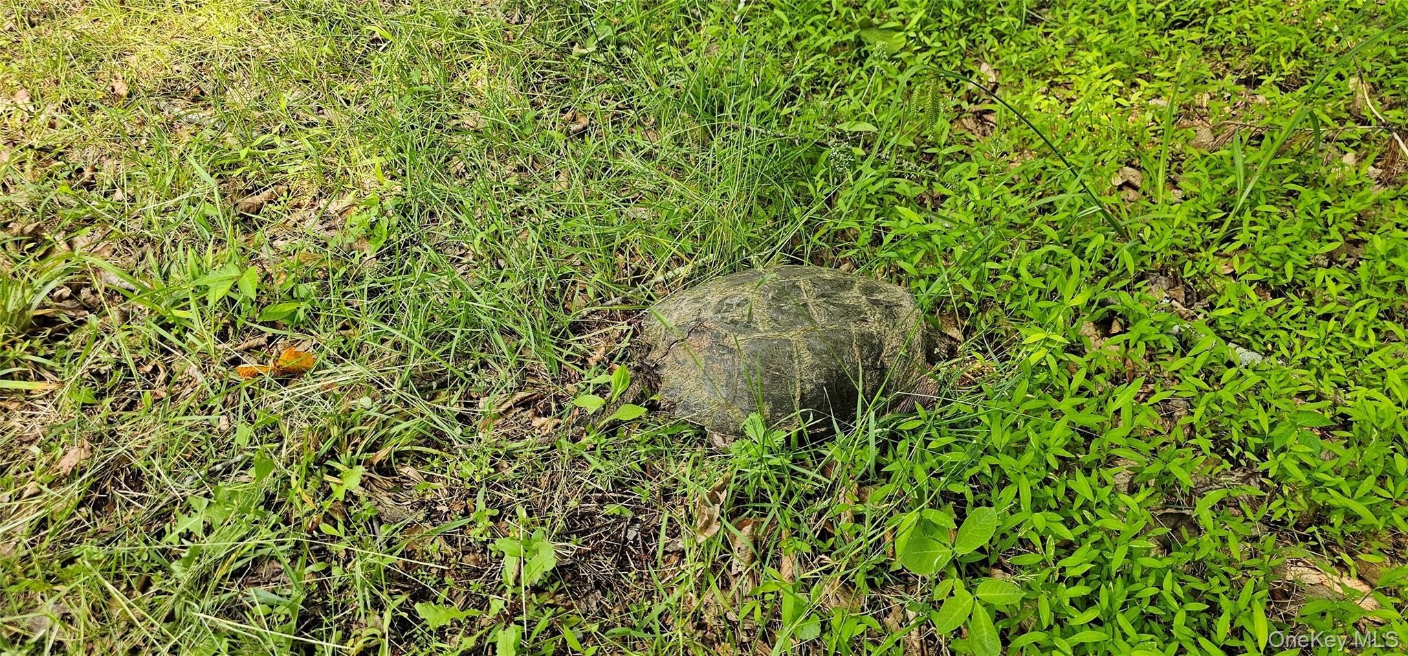 Lot 3 Woods Road Barryville, NY 12719 - Photo 7 of 13 a view of a lush green space