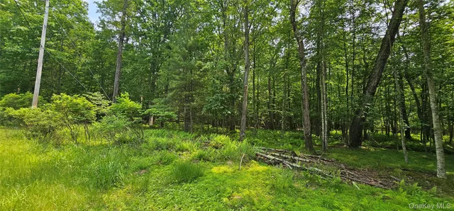 a view of lush green forest
