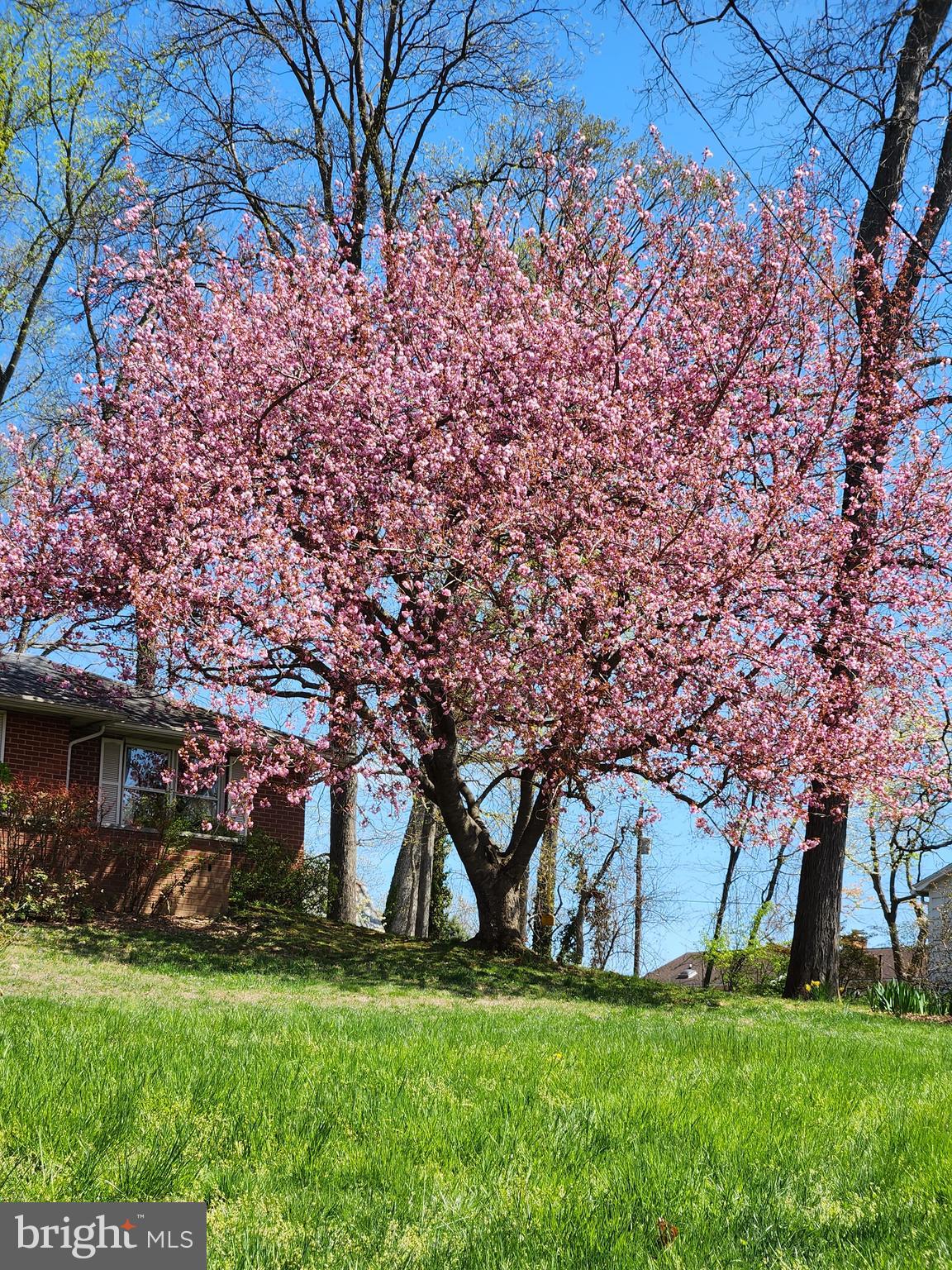 2911 Nelson Lane Fallston, MD 21047 - Photo 78 of 85 a backyard of a house with lots of green space