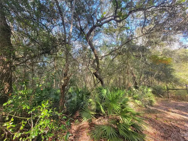 a view of a tree in a garden