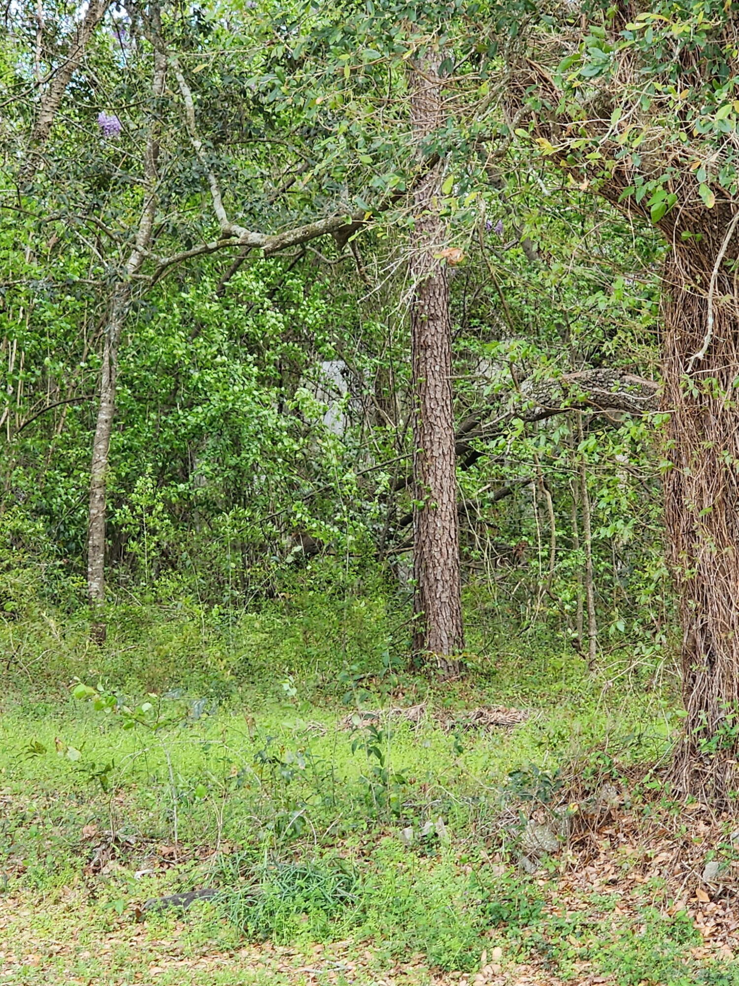 9387 Old Highway, Unit SIX Santee, SC 29142 - Photo 5 of 5 Land - Old Number Six Hwy