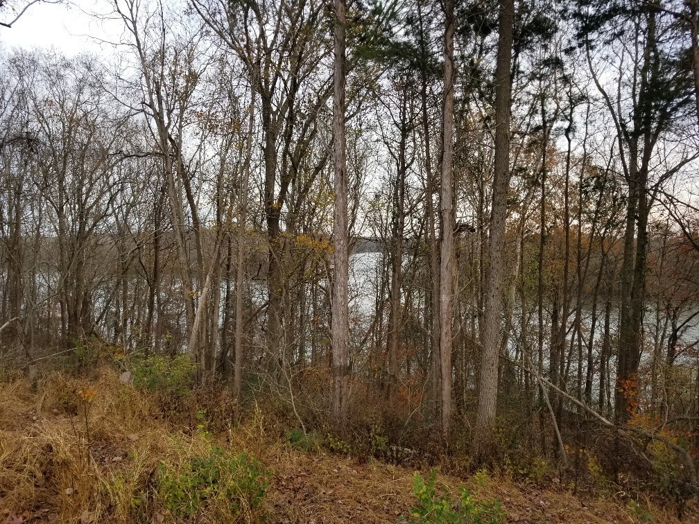 1099 East Robertson Road Castalian Springs, TN 37031 - Photo 8 of 11 Gallery Image 8