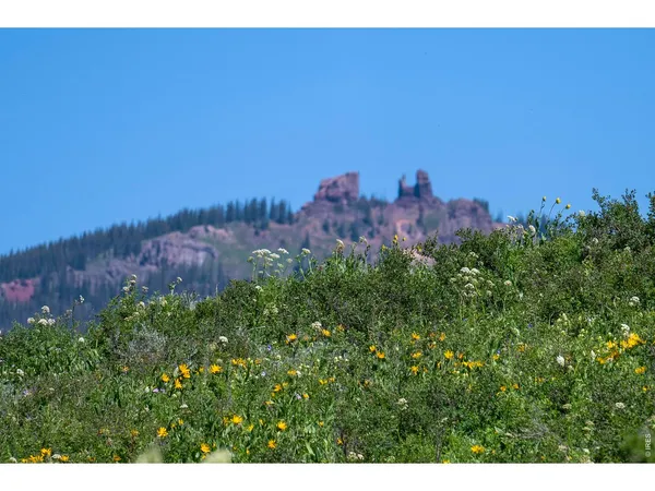 a view of a bunch of trees