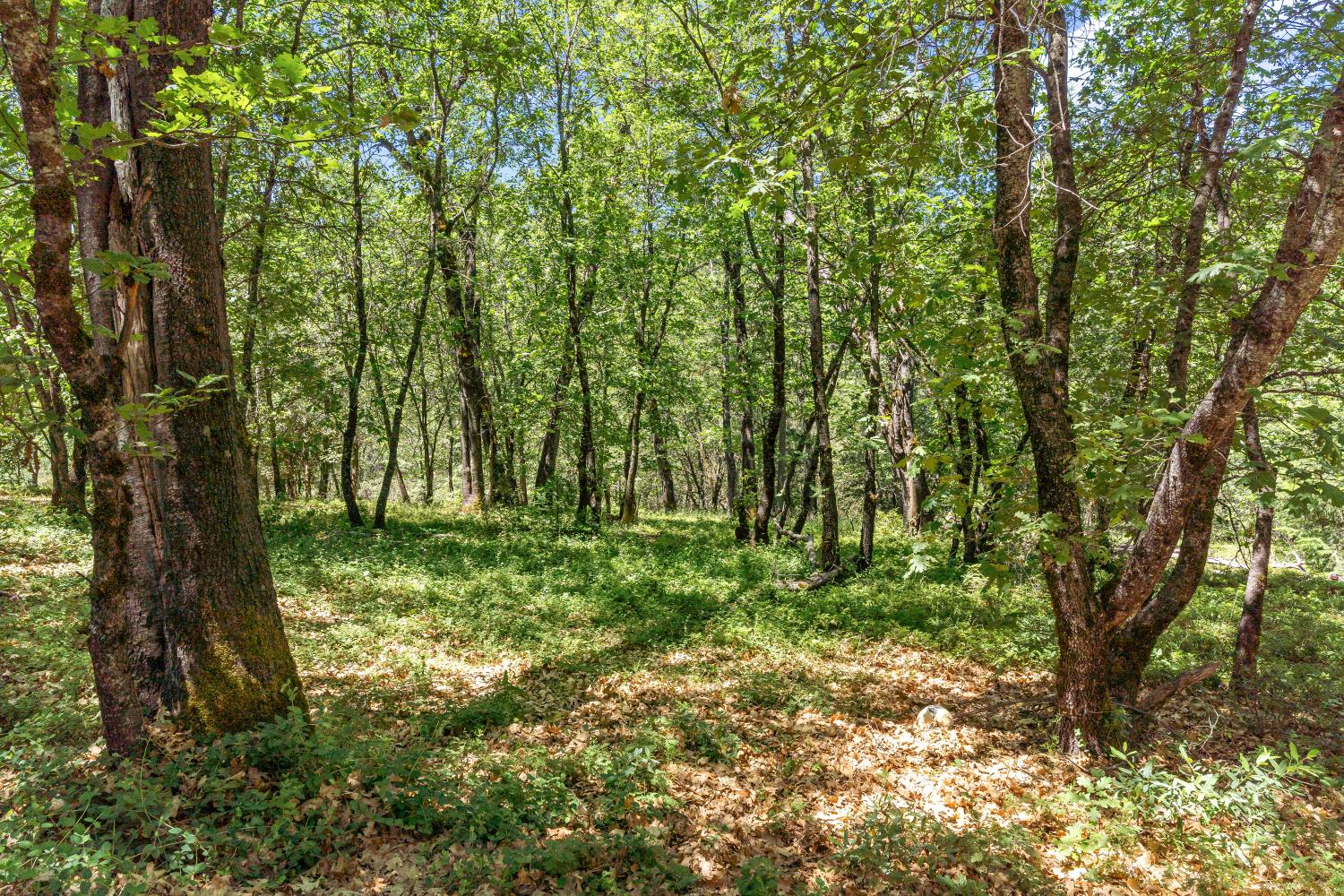 2640 Trail Gulch Road Placerville, CA 95667 - Photo 31 of 37 a big yard with lots of green space and trees