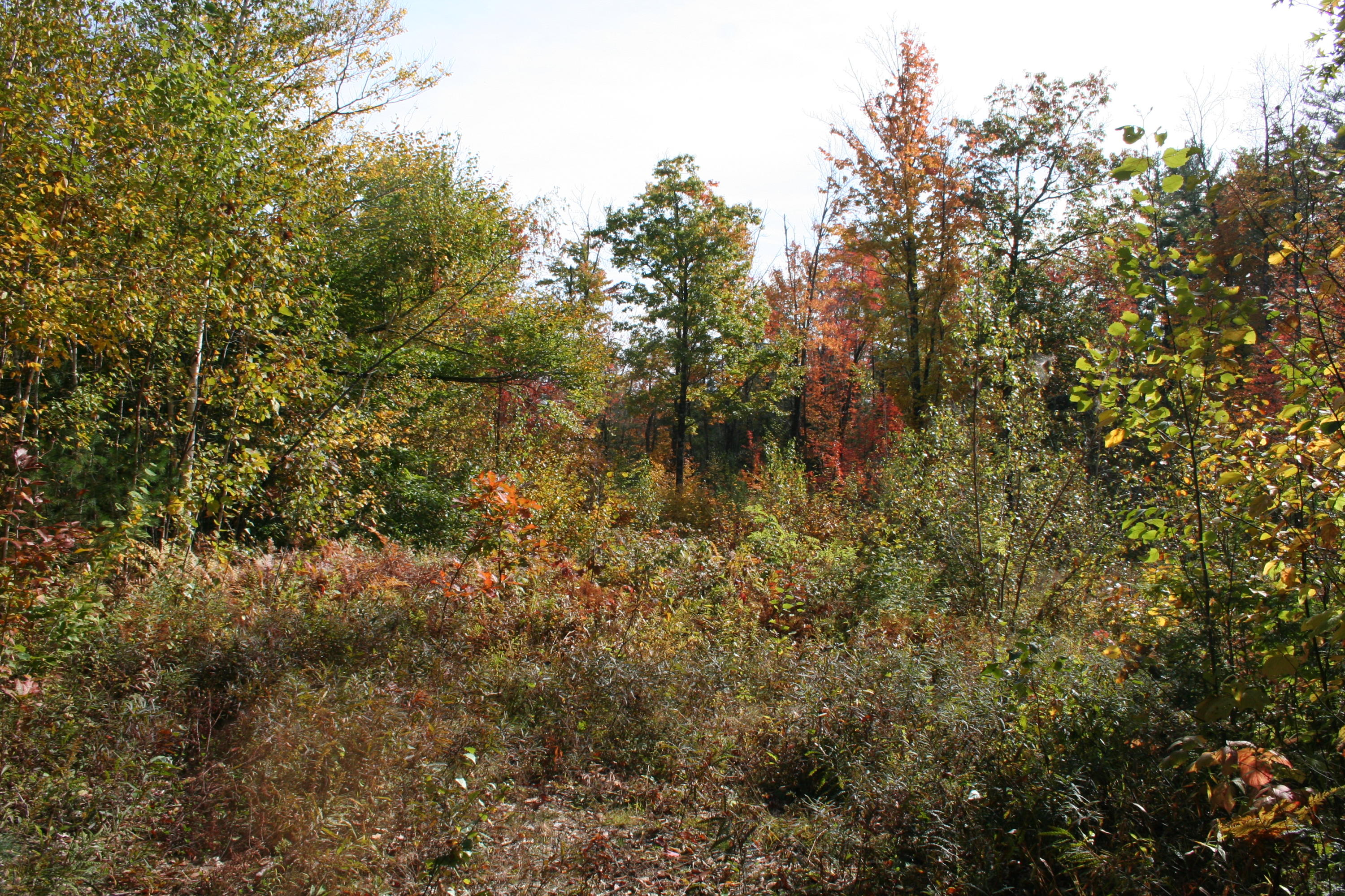 0 Route 5 Road Fryeburg, ME 04037 - Photo 11 of 12 IMG_7898