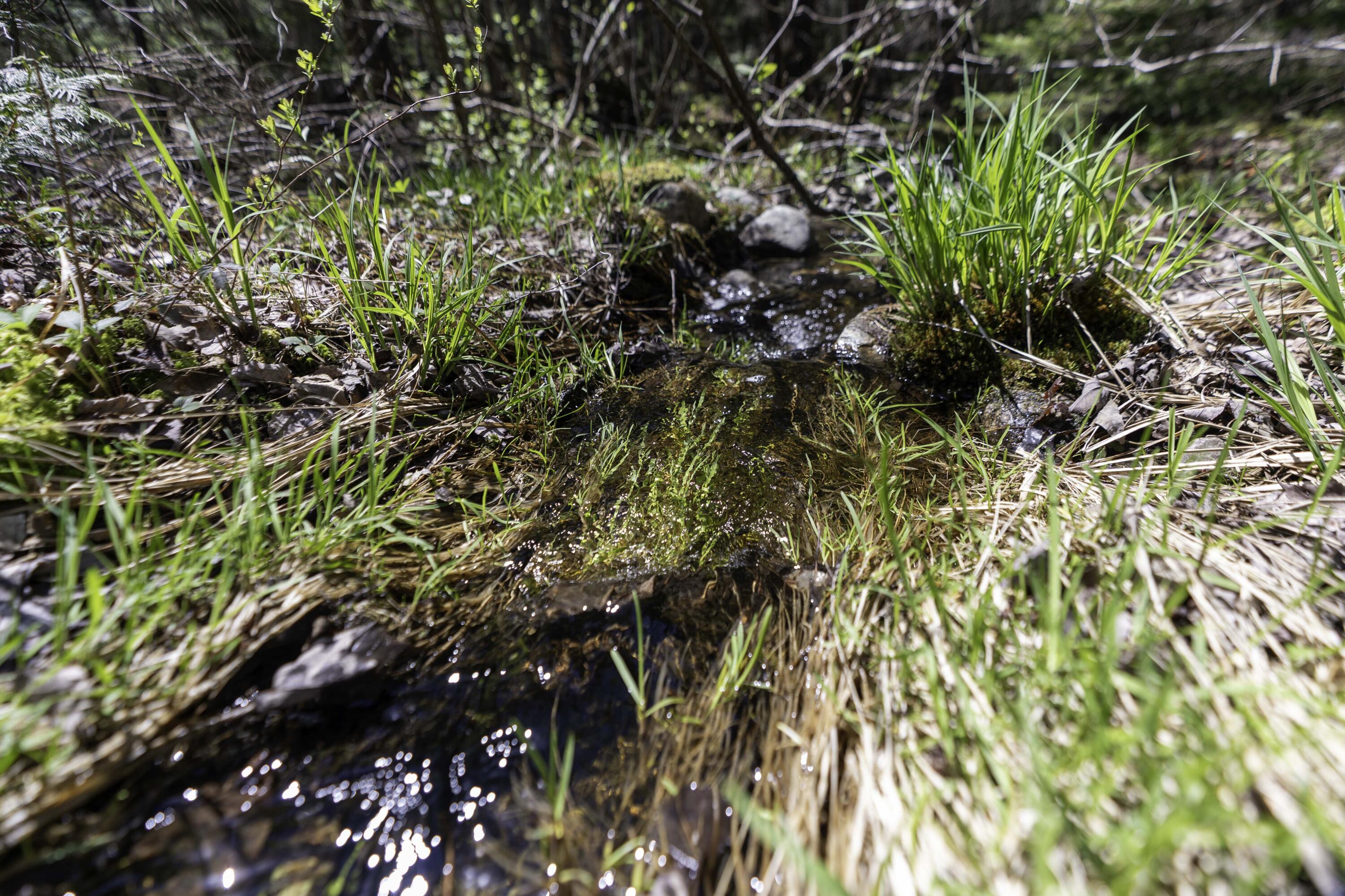 Lot 38 Arrowhead Road Bar Harbor, ME 04609 - Photo 13 of 29 Lot 38 Arrowhead Rd, Bar Harbor (2 of 33