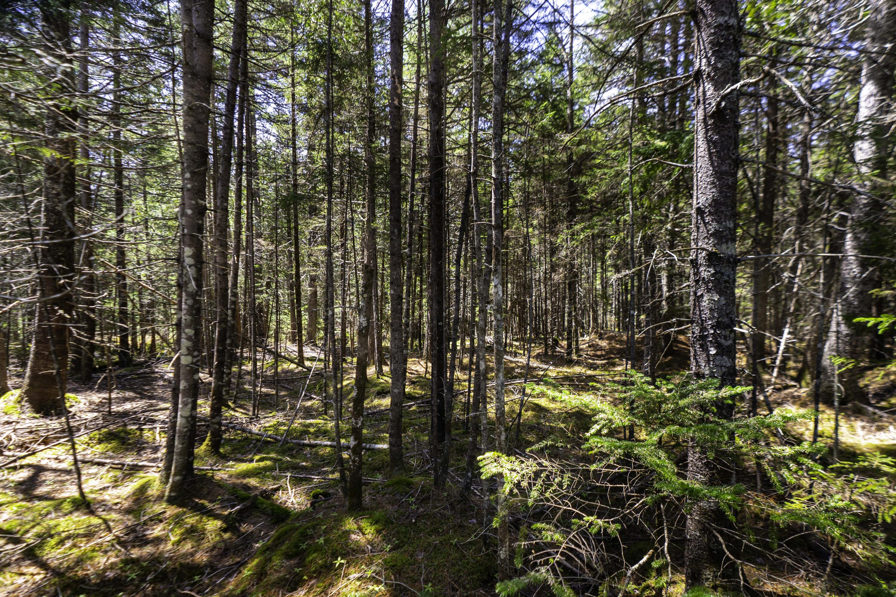 Lot 38 Arrowhead Road Bar Harbor, ME 04609 - Photo 14 of 29 Lot 38 Arrowhead Rd, Bar Harbor (7 of 33