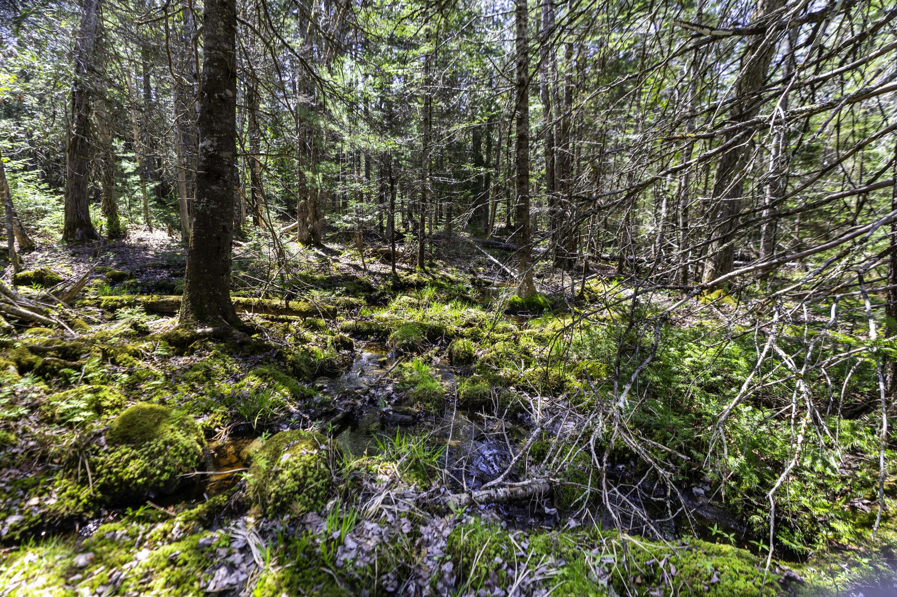 Lot 38 Arrowhead Road Bar Harbor, ME 04609 - Photo 6 of 29 Lot 38 Arrowhead Rd, Bar Harbor (3 of 33