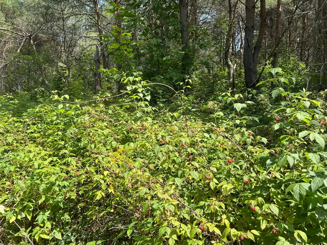 $99,000 | V/l V/l Old Rugged Lane, Reed City, MI 49677