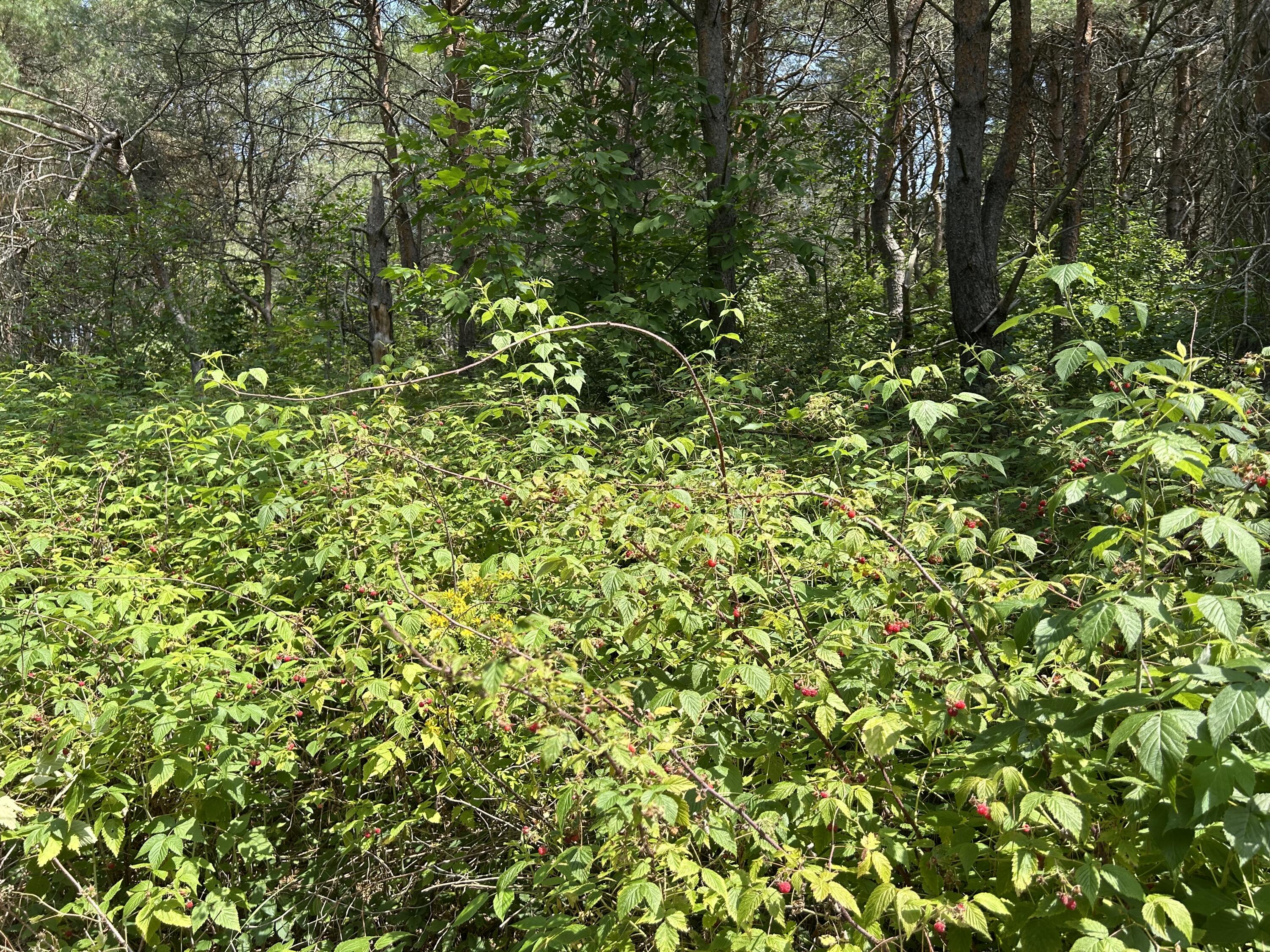 V/l V/l Old Rugged Lane Reed City, MI 49677 - Photo 13 of 16 IMG_1835