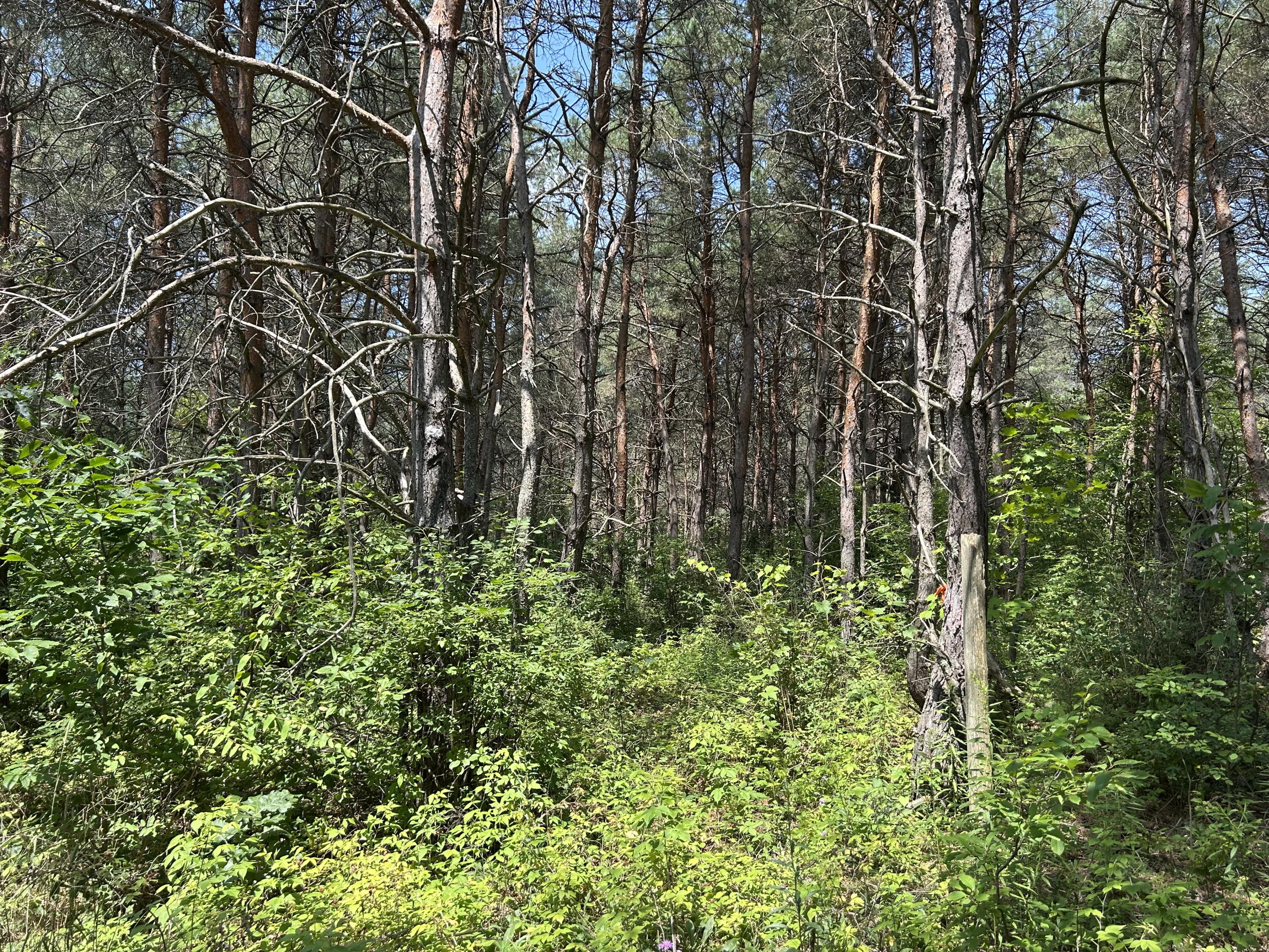 V/l V/l Old Rugged Lane Reed City, MI 49677 - Photo 16 of 16 IMG_1832