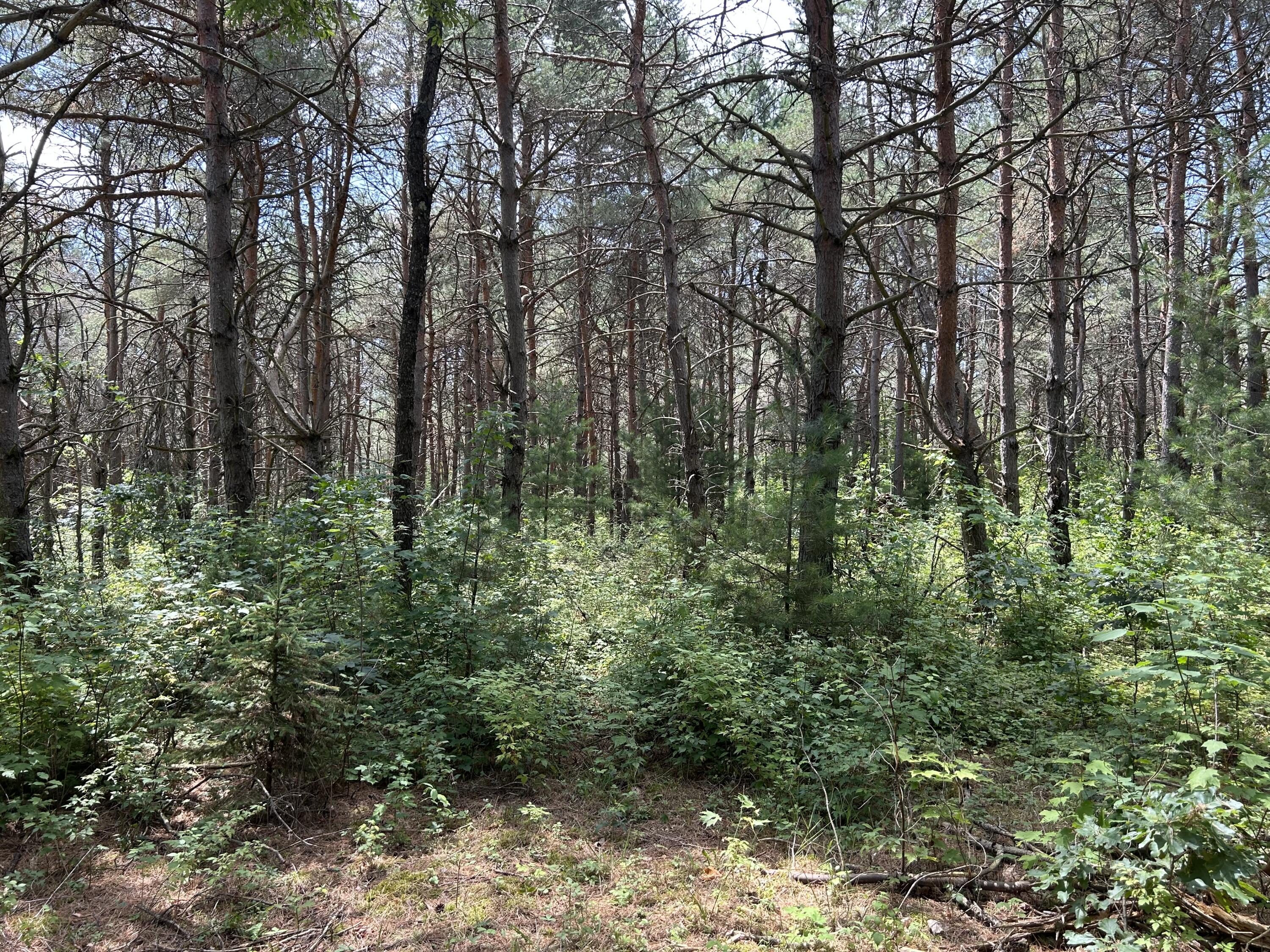 V/l V/l Old Rugged Lane Reed City, MI 49677 - Photo 5 of 16 IMG_1843