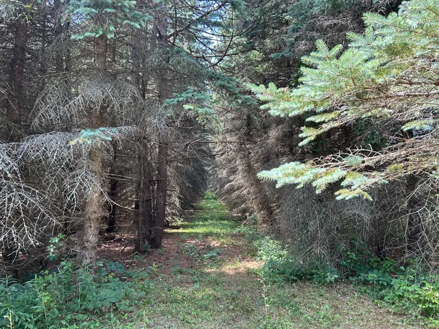 $99,000 | V/l V/l Old Rugged Lane, Reed City, MI 49677