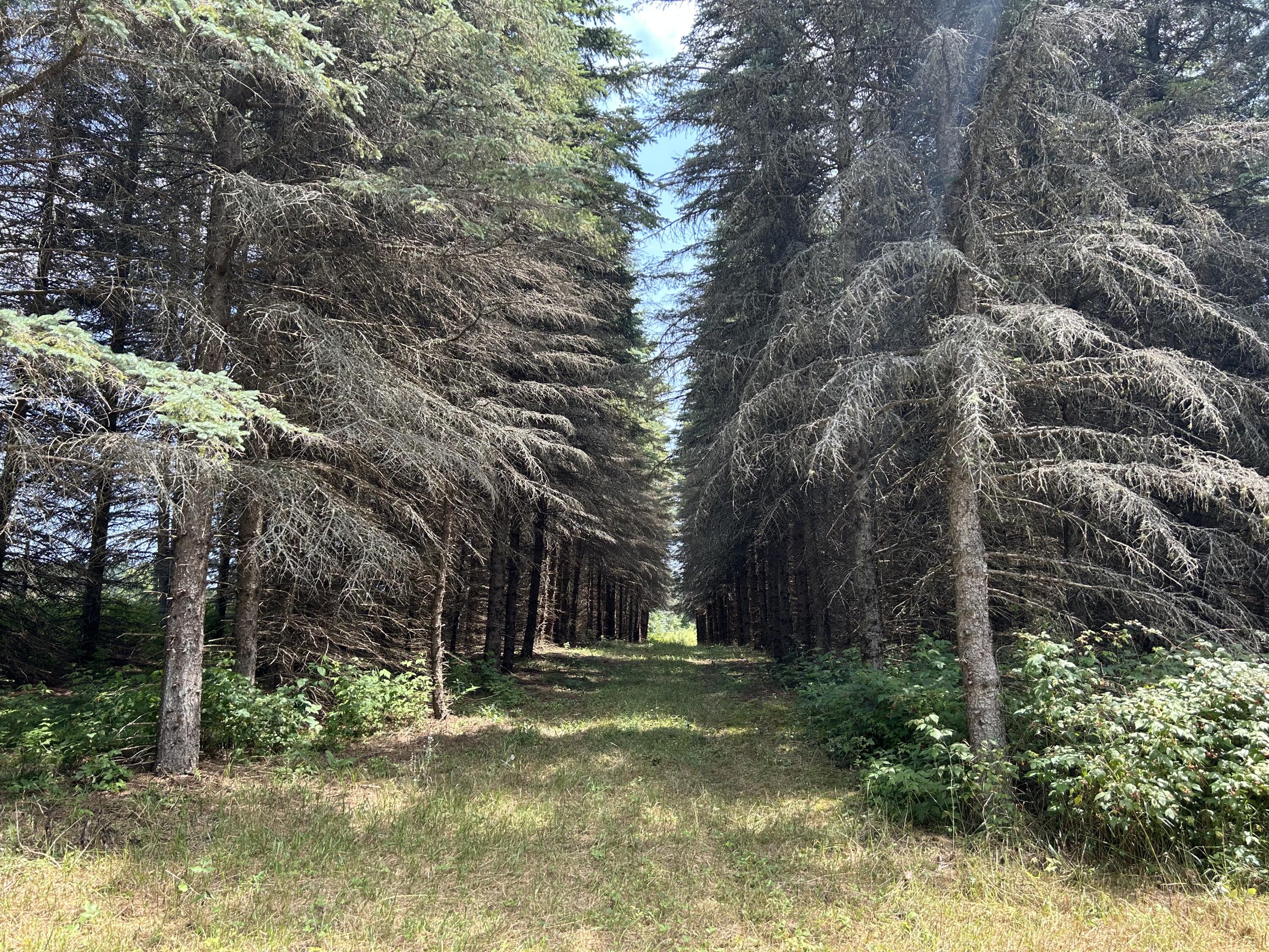 V/l V/l Old Rugged Lane Reed City, MI 49677 - Photo 9 of 16 IMG_1839