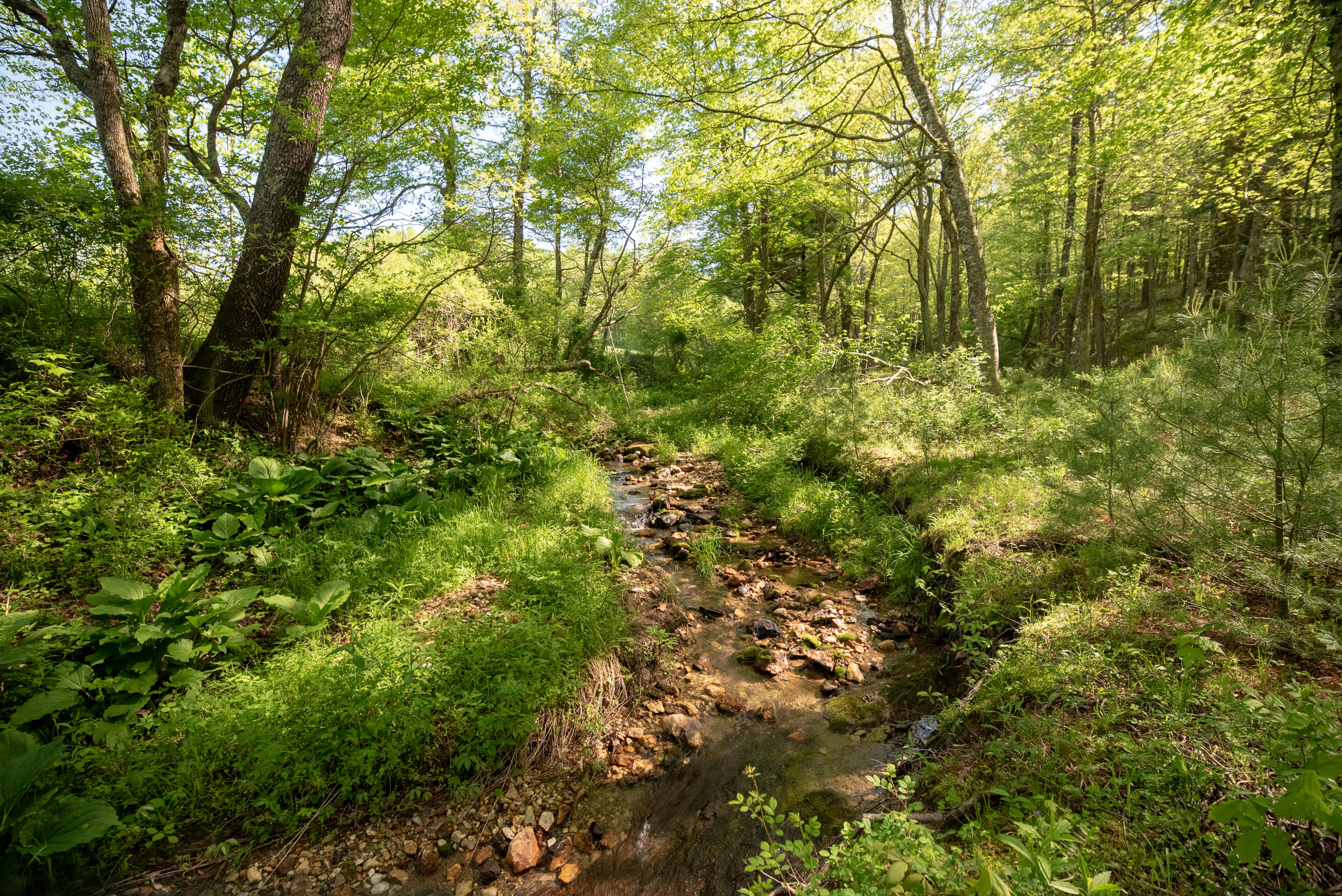 483 Eanes Road Northeast Check, VA 24072 - Photo 26 of 31 a view of a lush green forest