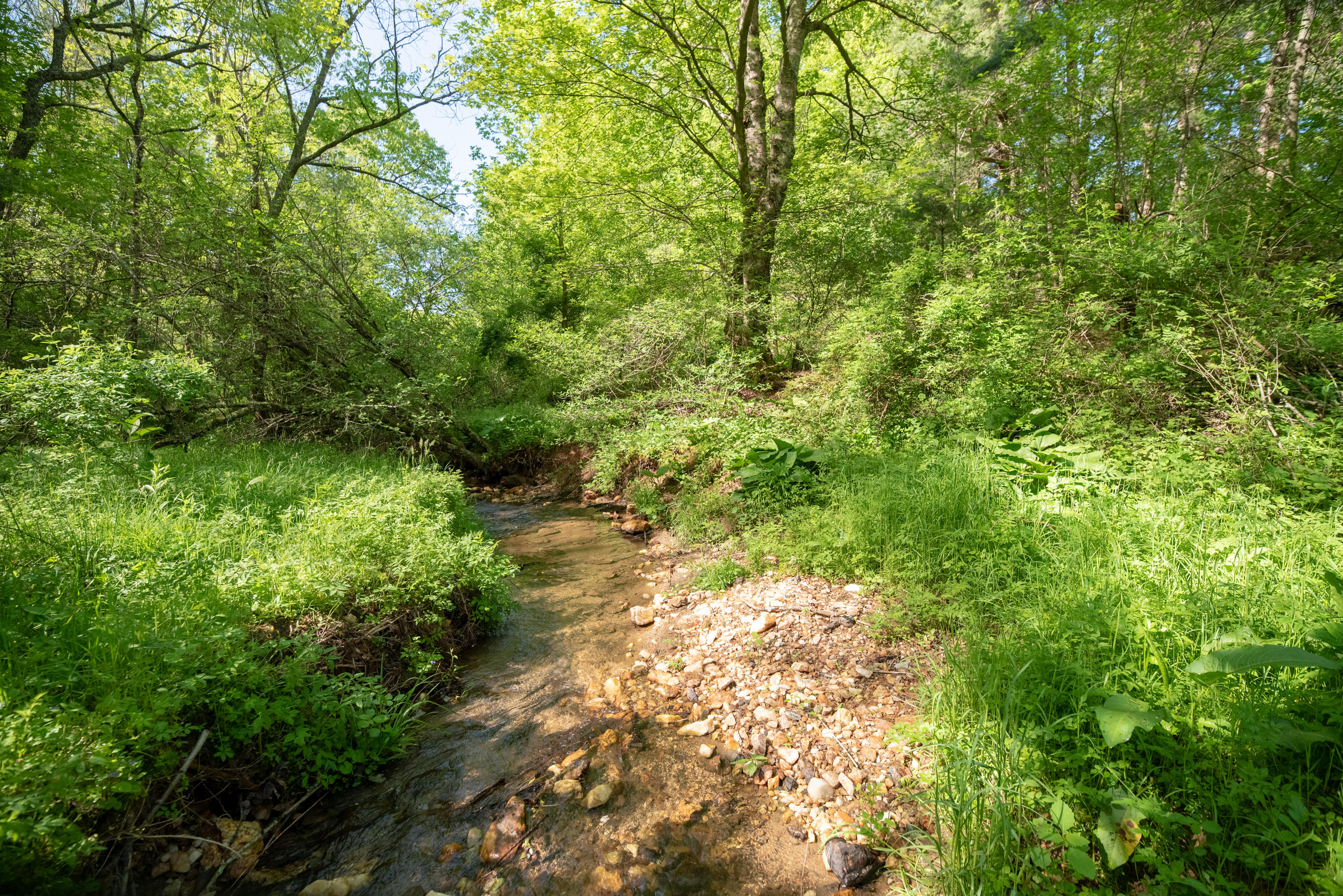 483 Eanes Road Northeast Check, VA 24072 - Photo 27 of 31 a view of a forest with a tree