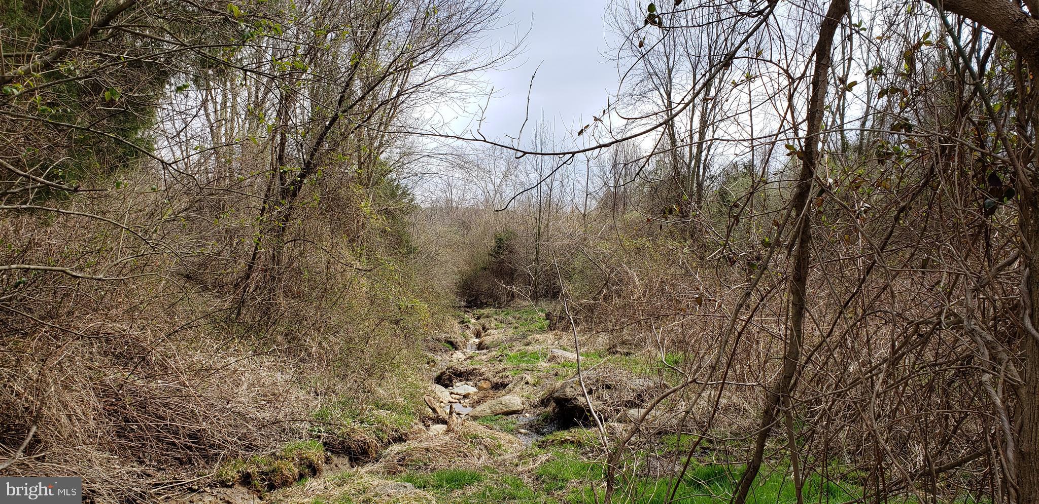 5361 Carroll Boyer Road Middletown, MD 21769 - Photo 23 of 25 spring area which feeds to the pond on site