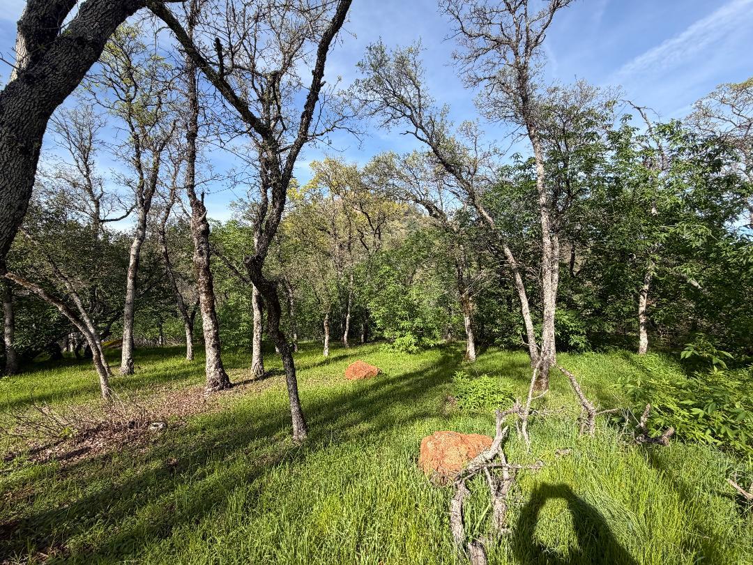 11845 Kimberly Road Loma Rica, CA 95901 - Photo 12 of 19 a view of a park with large trees