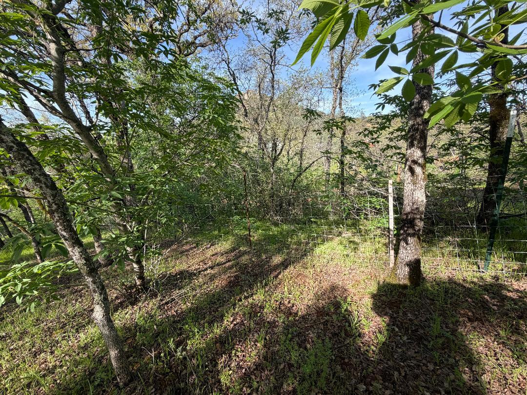 11845 Kimberly Road Loma Rica, CA 95901 - Photo 15 of 19 a view of yard