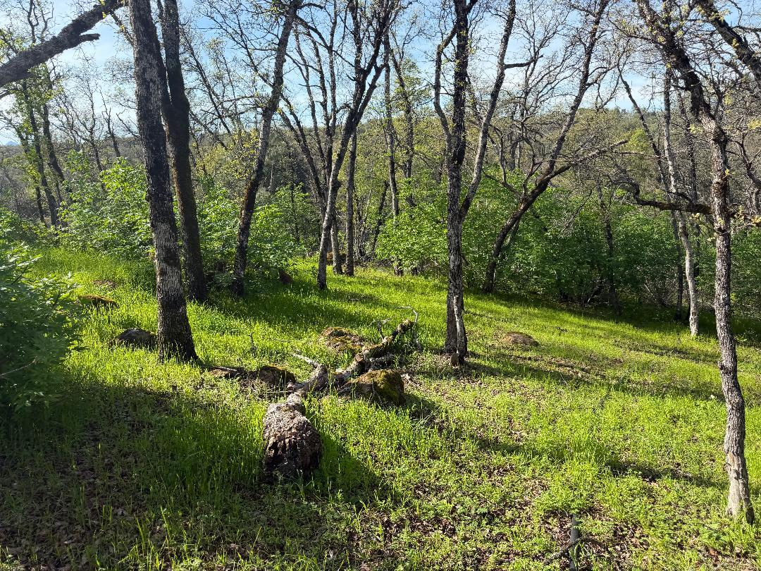 11845 Kimberly Road Loma Rica, CA 95901 - Photo 18 of 19 a view of a field with a tree