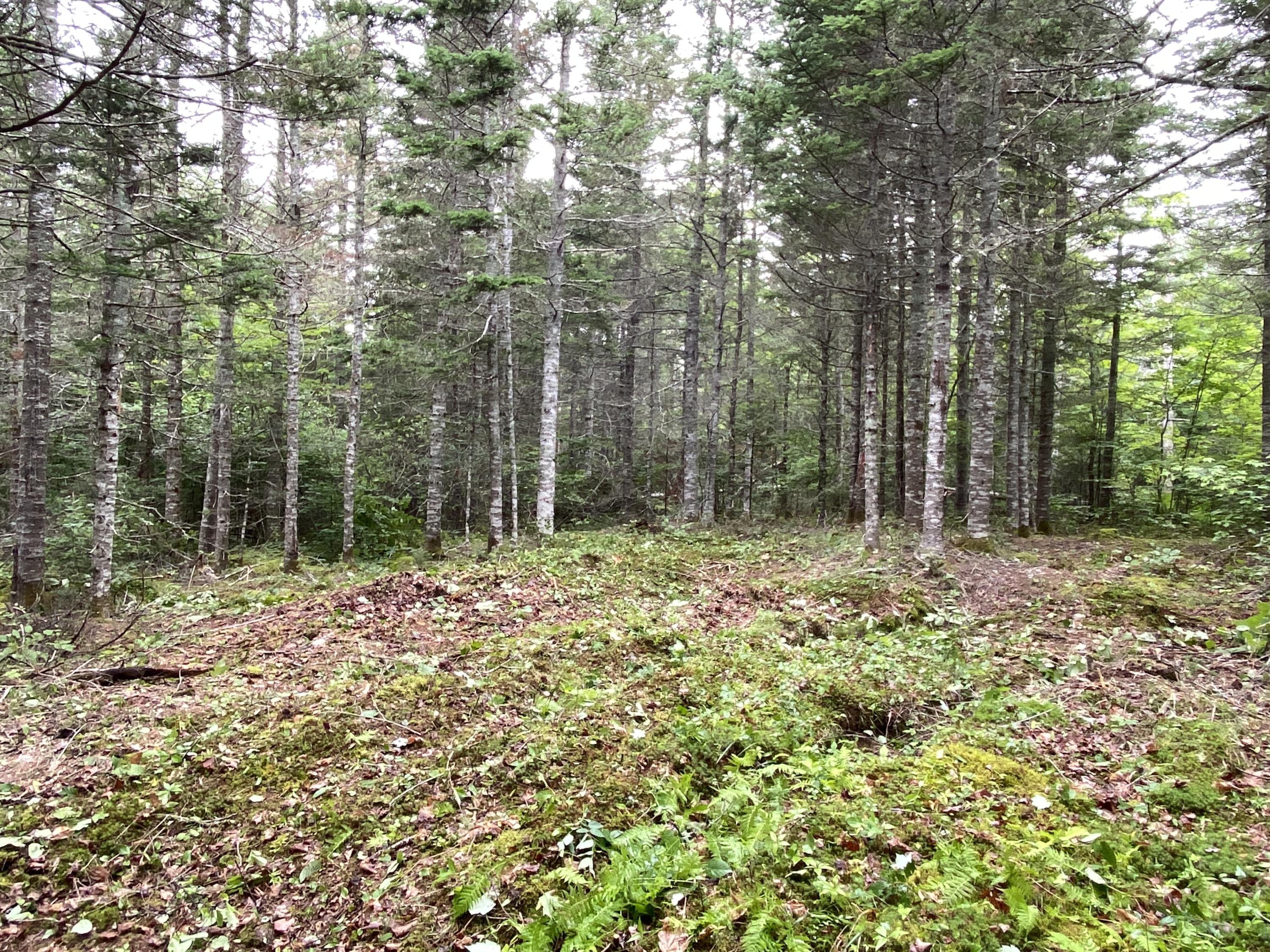 Lot 2 Georgetown Woods Road Columbia Falls, ME 04623 - Photo 7 of 10 332A6DD8-CF5D-4474-9373-C26D3D3814A3