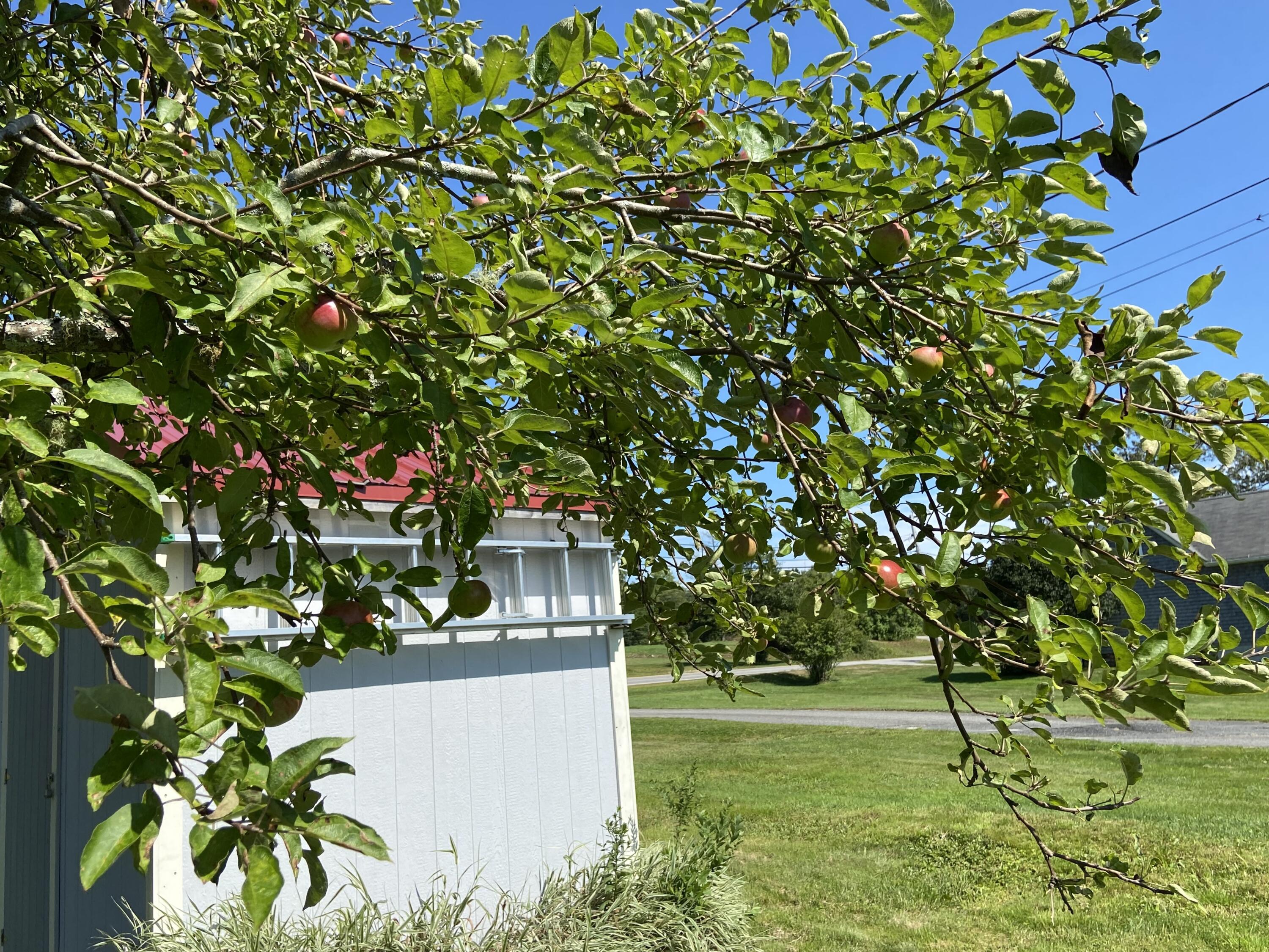 25 Corea Road Prospect Harbor, ME 04669 - Photo 25 of 30 Apples!