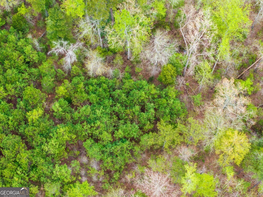 0 Morris Station, Unit TRACT A Morris, GA 39867 - Photo 13 of 20