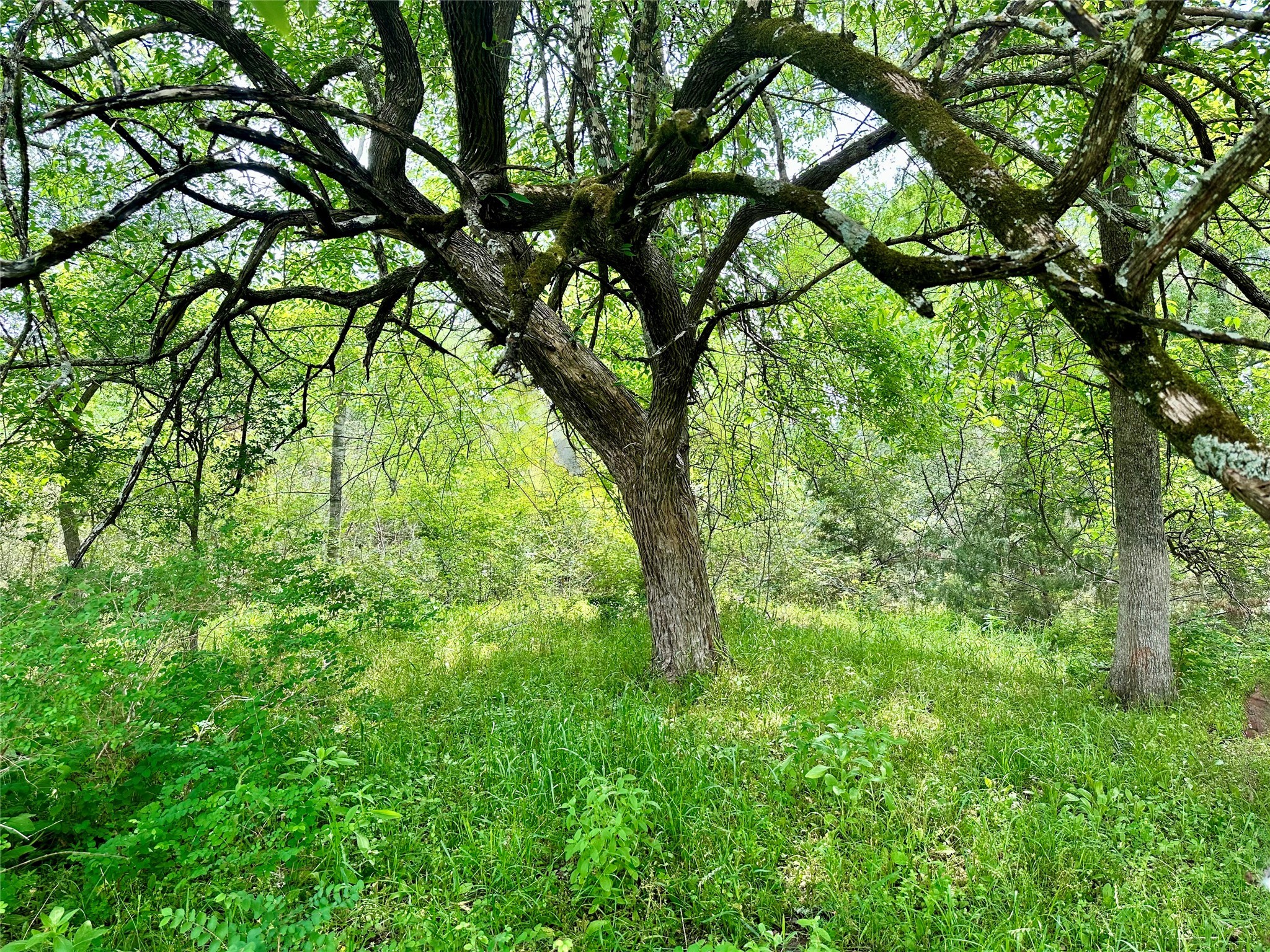 0 Quarry Road Brenham, TX 77833 - Photo 7 of 15