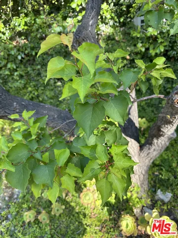a view of a garden with plants