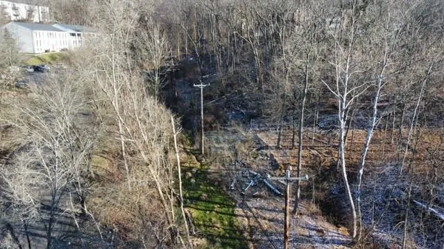 a view of a forest with a tree
