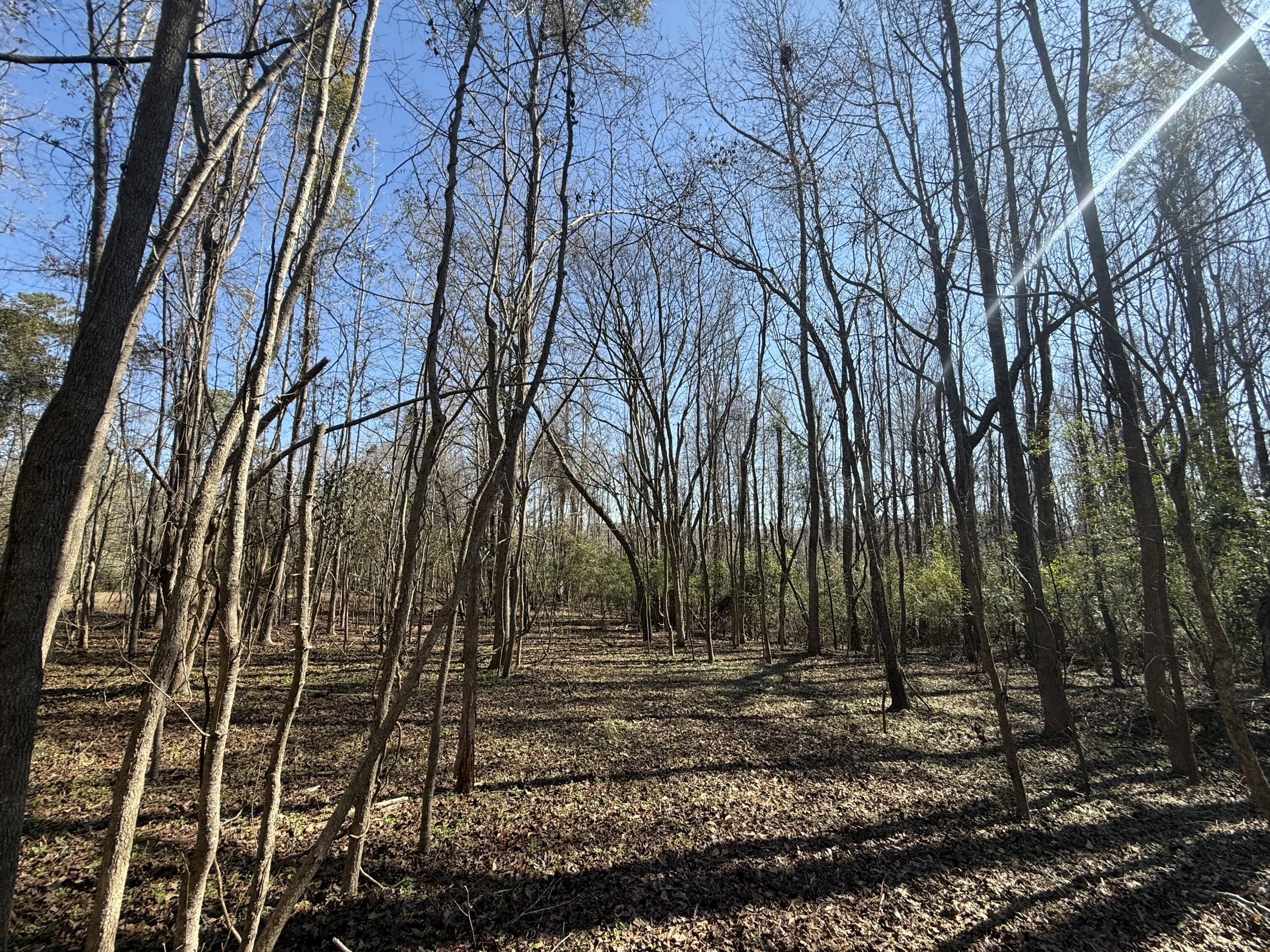 0 Healing Springs Road Blackville, SC 29817 - Photo 20 of 25 IMG_0418