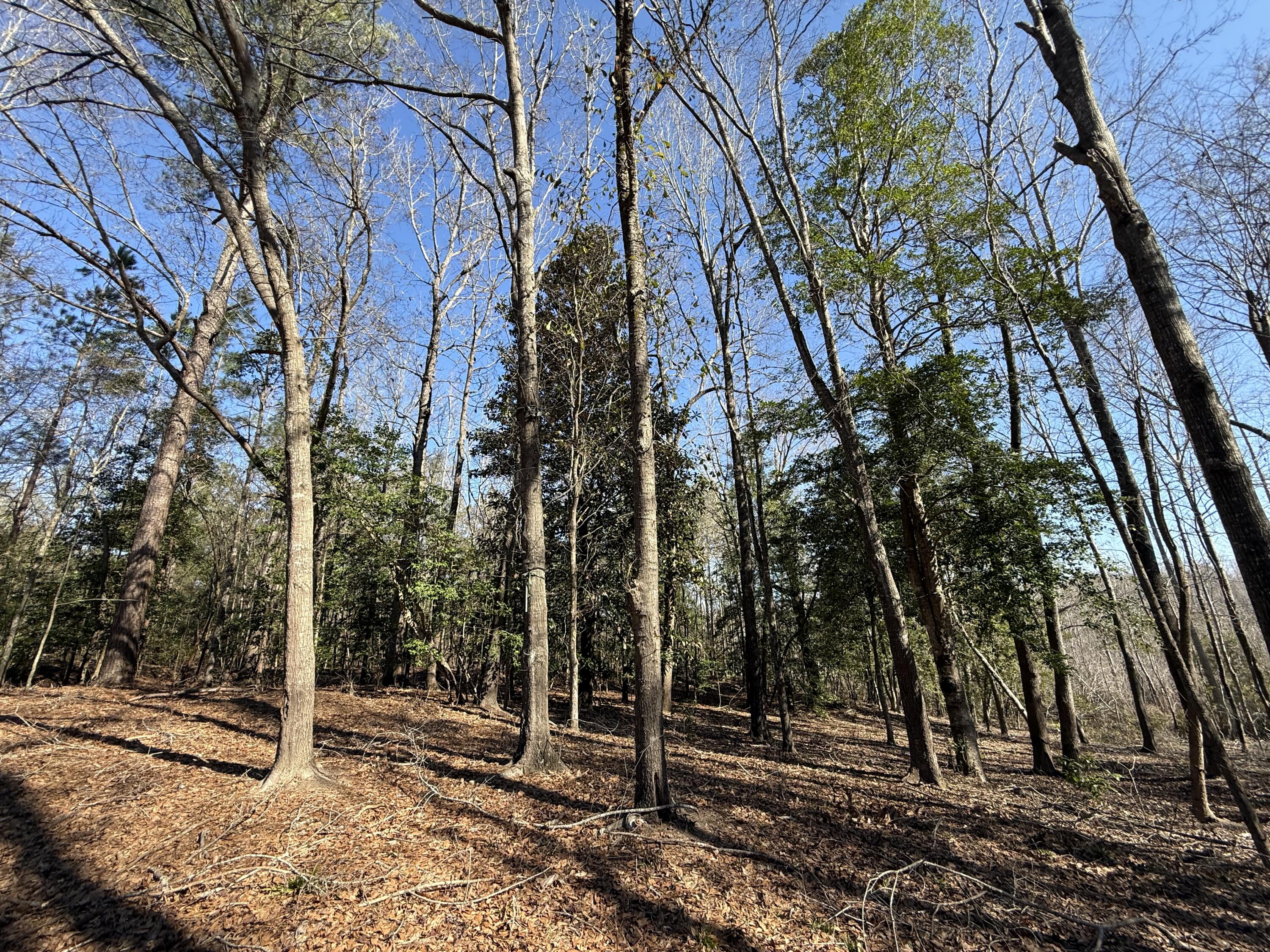 0 Healing Springs Road Blackville, SC 29817 - Photo 21 of 25 IMG_0407