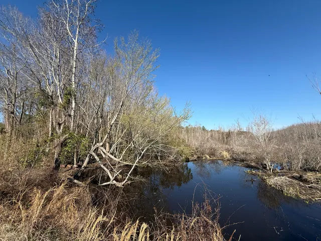 $205,000 | 0 Healing Springs Road, Blackville, SC 29817