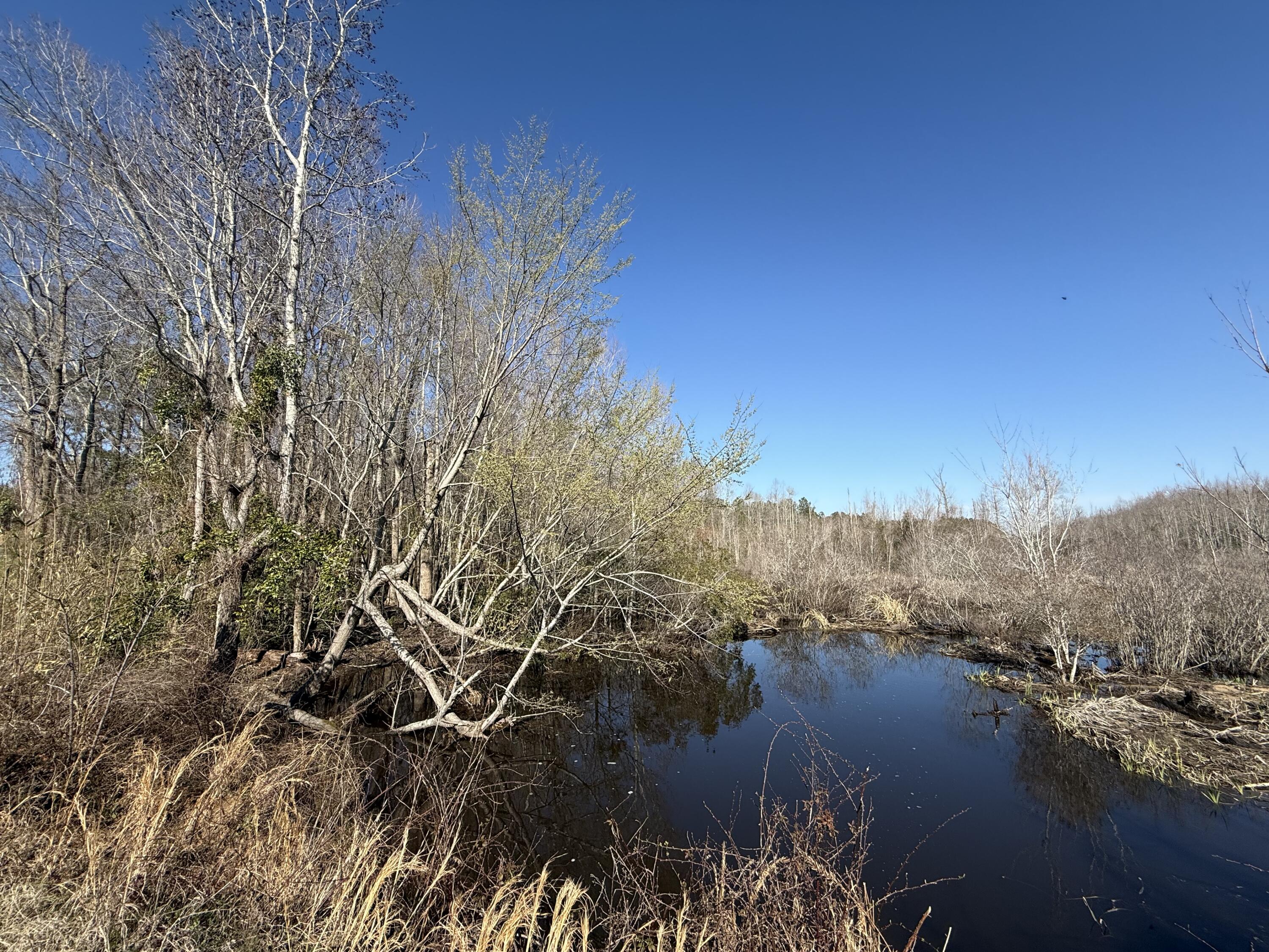 0 Healing Springs Road Blackville, SC 29817 - Photo 23 of 25 IMG_0421