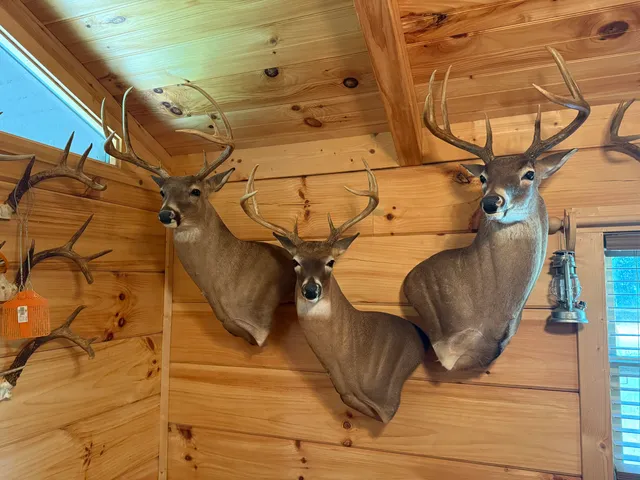 $205,000 | 0 Healing Springs Road, Blackville, SC 29817