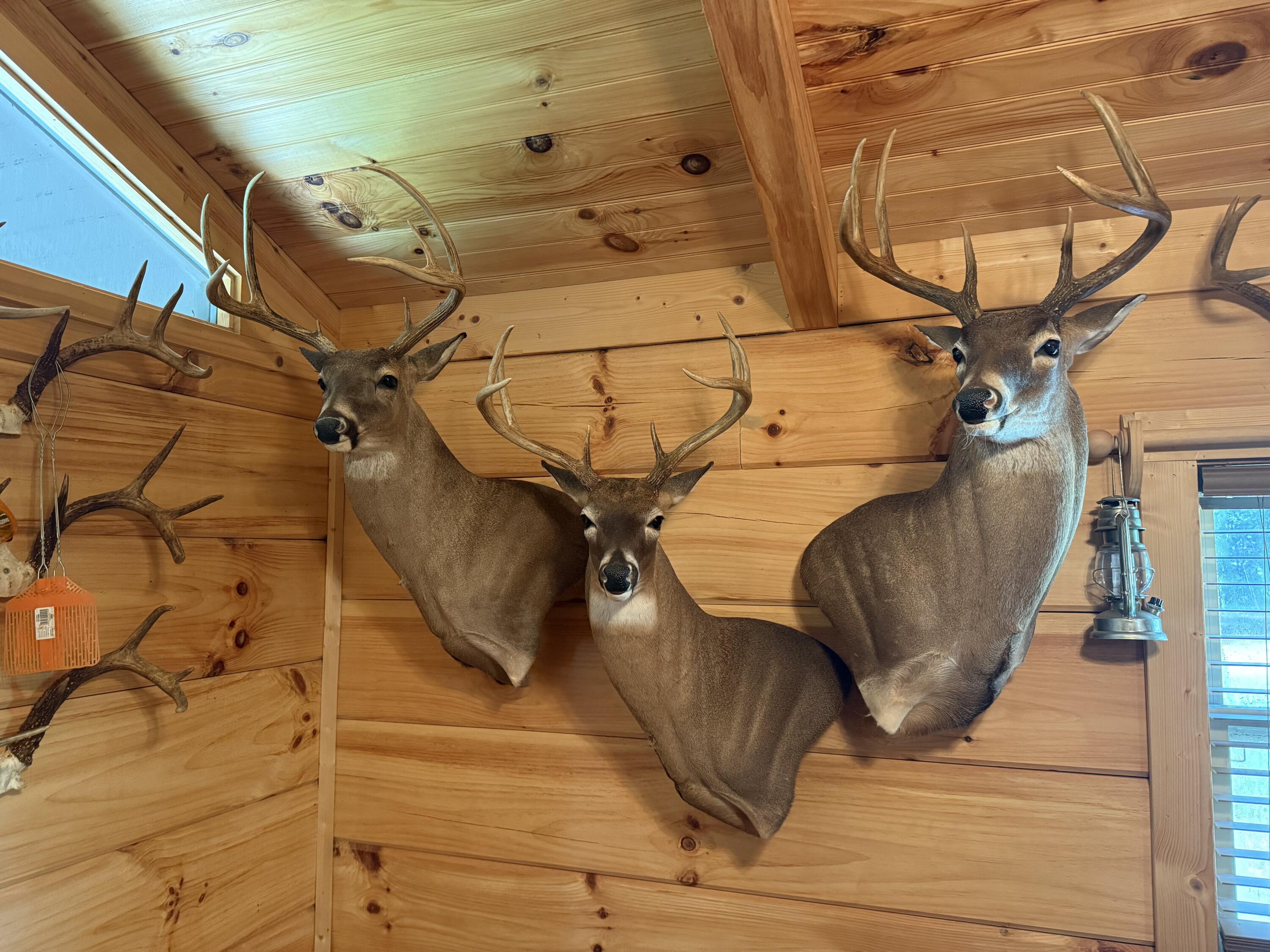 0 Healing Springs Road Blackville, SC 29817 - Photo 25 of 25 IMG_1736